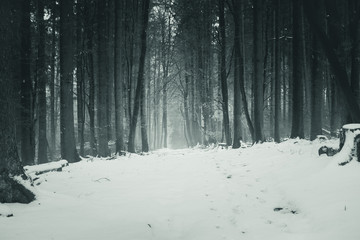 Cold forest in the winter