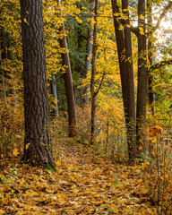 Colourful forest path in autumn with fallen  leaves on the ground and trees on October day  in Latvia