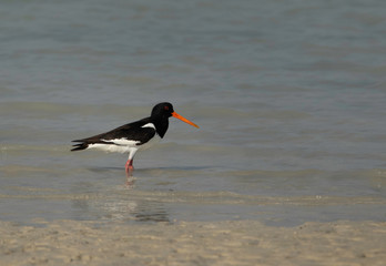Oystercatcher at Busaiteen coast, Bahrain 