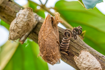 Butterflies farm. Sign In Different butterflies chrysalis on a branch - Stock Image