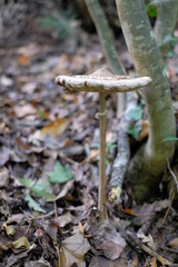 Funghi nel bosco , mazze di tamburo. 