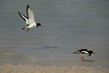 Oystercatcher takeoff at Busiateen coast, Bahrain 