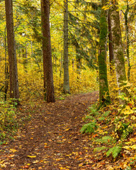 Colourful forest path in autumn with fallen  leaves on the ground and trees on October day  in Latvia