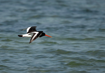 Oystercatcher in flight at Busiateen coast, Bahrain 