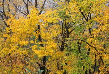 Naklejka na ściany i meble Autumn maple leaves on tree branches