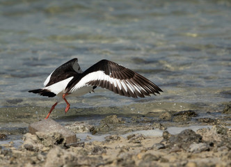 Oystercatcher takeoff at Busiateen coast, Bahrain 