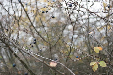 blackthorn in autumn