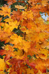 Naklejka na ściany i meble Autumn maple leaves on tree branches