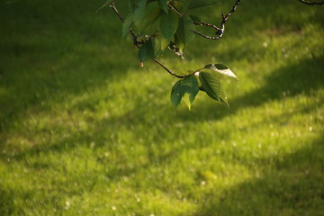 Ahornblatt im Gegenlicht