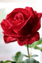 homemade red rose with dark red transitions