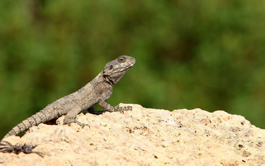lizard sitting on a stone on the shores of the Mediterranean Sea in northern Israel and basking in the sun