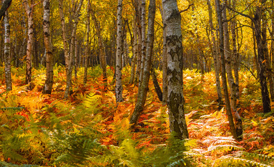 autumn in the forest - birch grove with ferns, leaves and plants colored in yellow and red