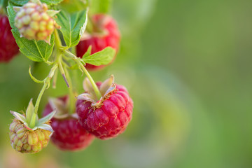 branch of ripe raspberries in a garden