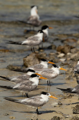 A flock of greater crested tern resting at Busaiteen coast, Bahrain. The photograph has been taken with selective focus. 