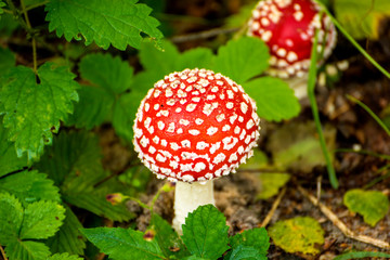 fly agaric, mushroom in a forest