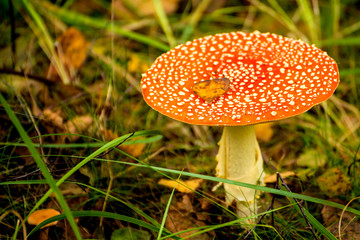 fly agaric, mushroom in a forest