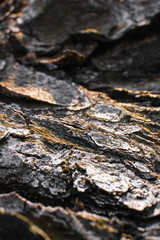 fir bark texture
