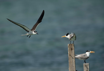 Bridled tern approaching greater crested tern at Busaiteen coast, Bahrain 