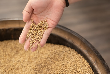 Hand picking up toasted barley malt to make whisky, dark and light beer. Concept of nature and...