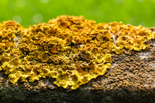 yellow lichen, Xanthoria parietina