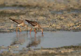 Redshanks feeding art Busaiteen coast, Bahrain