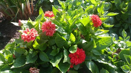 Red flowers on a green leafy background