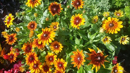 Red Yellow Gaillardia pulchella Blanket flowers on a green leafy background