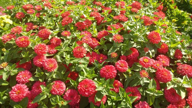 Red Zinnia elegans flowers on a green leafy background