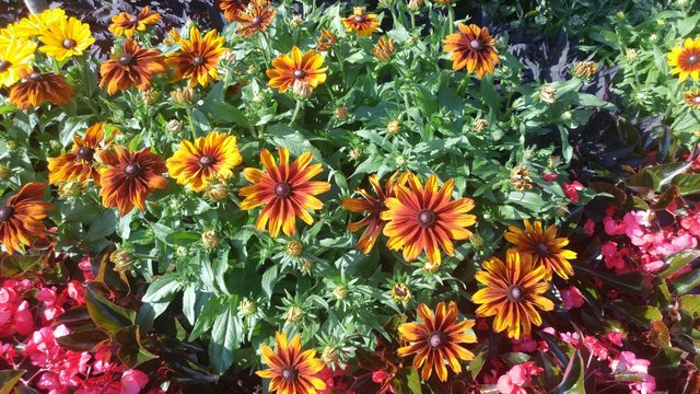 Gaillardia pulchella Blanket flowers on a green leafy background