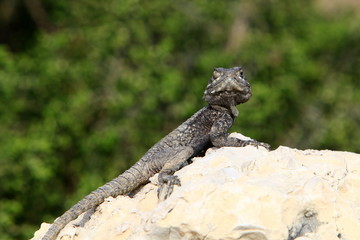 lizard sitting on a stone on the shores of the Mediterranean Sea in northern Israel and basking in the sun