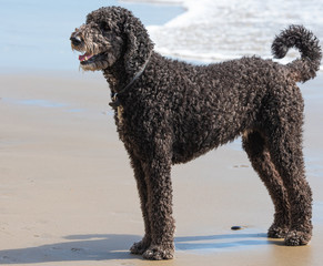 Happy Black Standard Poodle At The Dog Beach