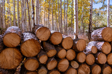 Firewood Stack In Aspen Forest During Fall