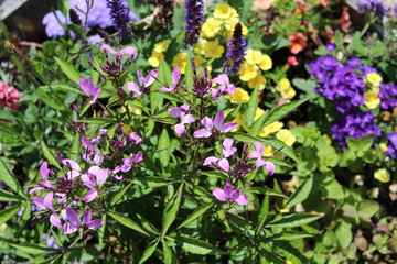 Flowers