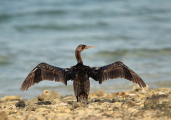  Socotra cormorant drying its wings, Bahrain
