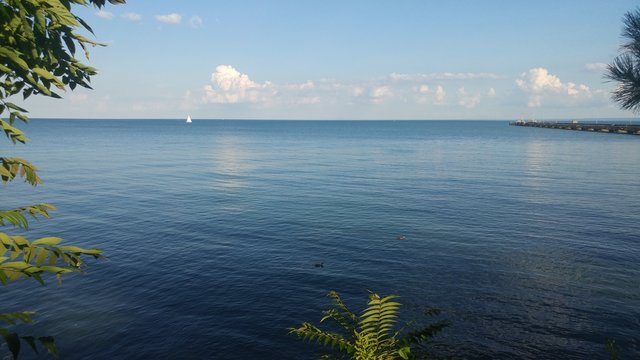 View of a lake from the Tree shoreline with sail boats and ducks