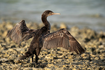  Socotra cormorant drying its wings, Bahrain