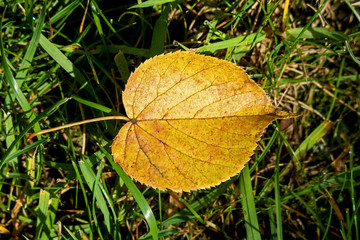 autumn gold colored birch leaf in the lawn