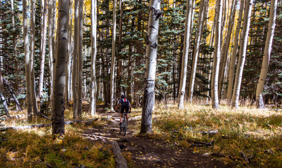 Fototapeta premium Mountain Biker On The inner Basin Trail Flagstaff, AZ