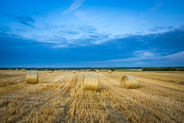 Round hay bales on the field, horizon and evening cloud on the blue sky