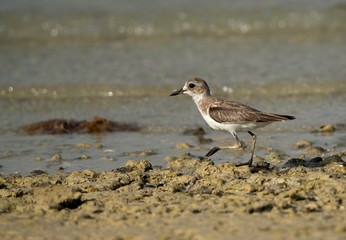 The greater sand plover at Busaiteen coast of Bahrain 