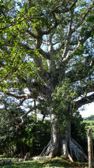 Fototapeta premium árbol milenario en viñales, Cuba