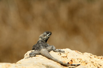 lizard sitting on a stone on the shores of the Mediterranean Sea in northern Israel and basking in the sun