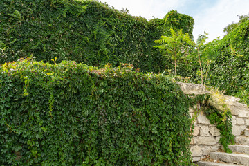 Fototapeta na wymiar Great Mithridates Staircase with wild grapes covering old stone wall. Way to Mount Mithridat in Kerch, Crimea