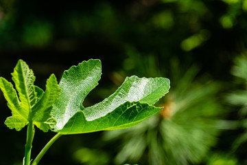 Young spring carved leaves Ficus Carica on blurred background branches Austrian black pine. Selective focus. Beautiful leaf Ficus carica close-up. Nature concept for design. There is place for text.