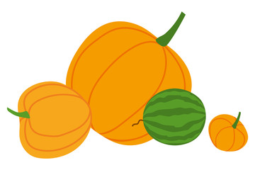 Pumpkin or squash and watermelon, autumn harvest or crop, farming and agriculture isolated vegetables. Natural food and organic product, cooking. Vector illustration in flat cartoon style