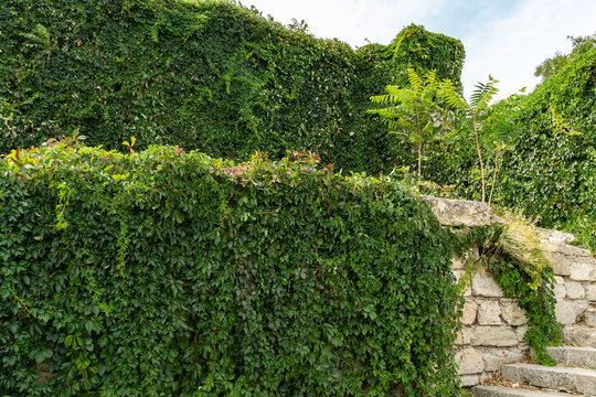 Great Mithridates Staircase with wild grapes covering old stone wall.  Way to Mount Mithridat in Kerch, Crimea