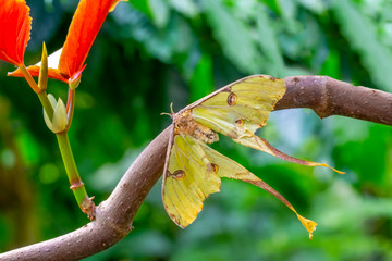 Closeup beautiful butterfly in a summer garden