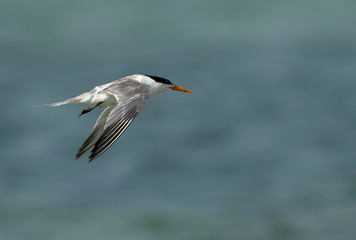 Greater Crested tern flying at Busaiteen coast, Bahrain