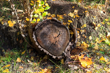 tree stump in autumn forest