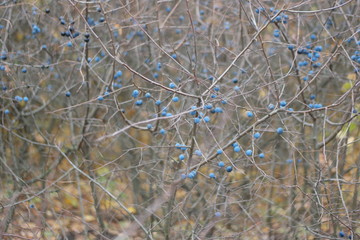 blackthorn in autumn